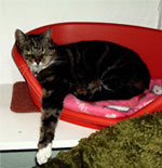 Licensed Cattery in Liverpool